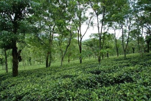 Team of Bengal ministers to tour tea plantations in North Bengal