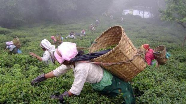 WB CM writes to Central Govt regarding the plight of tea garden workers