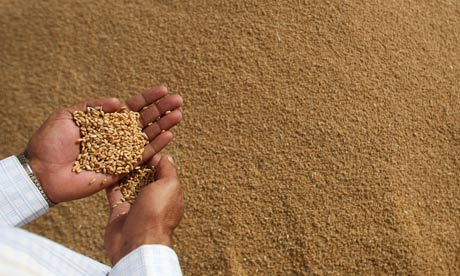 Bangla Govt’s helping hand for farmers affected by wheat blast