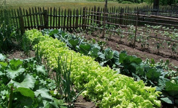State Government laying emphasis on biofertilizers
