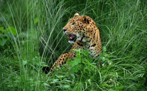 Monetary compensation for wild animal attack victims increased