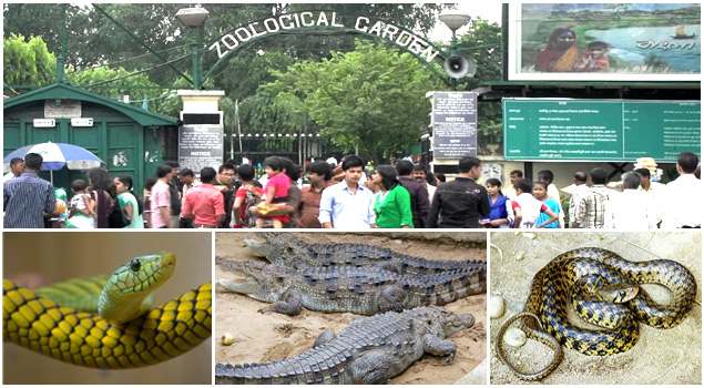 Kangaroos, jaguars, mouse deer – new attractions at Alipore Zoo