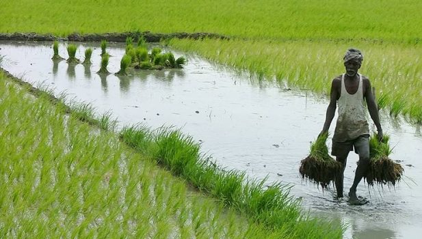 West Bengal has had unparalleled success in agriculture under the Trinamool Congress