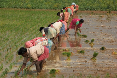 State Govt to give farmers monetary aid totaling Rs 1,181.36 cr