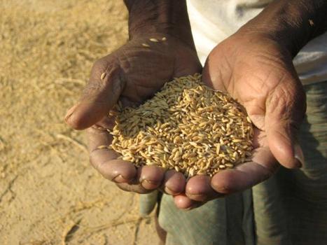 Bangla Govt focussing on organic farming, aromatic rice production