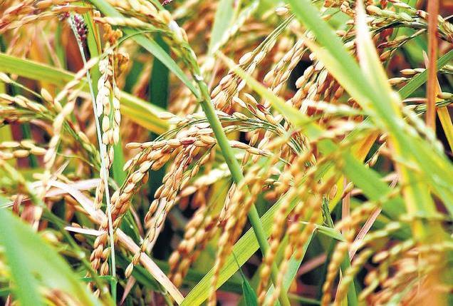 Bangla Govt procuring paddy at MSP from Nov 1