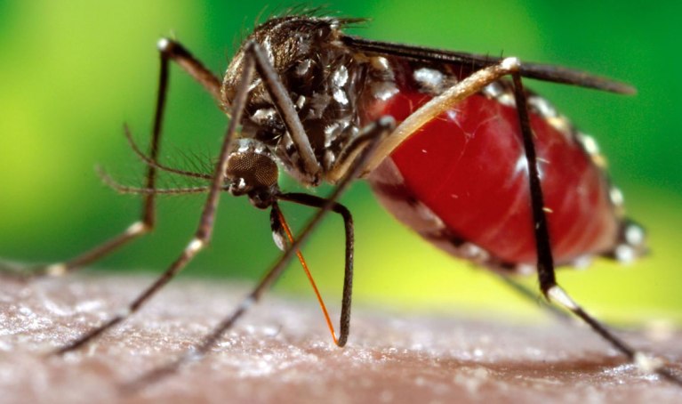 KMC taking to social media to spread awareness about dengue KMC taking to social media to spread awareness about dengue