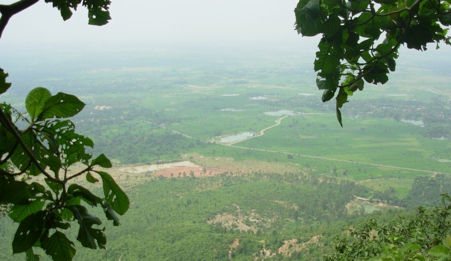 WB Forest Dept takes steps to conserve rare trees WB Forest Dept takes steps to conserve rare trees