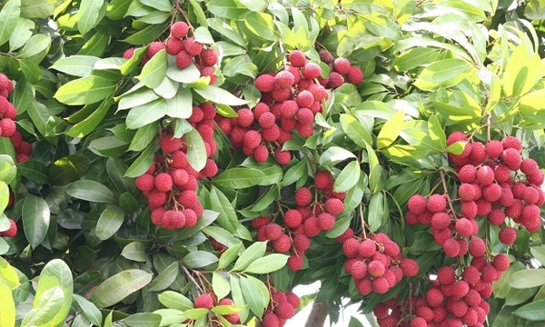 Bengal’s litchis to be exported to the new markets of Belgium and Bahrain