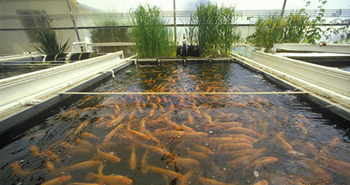 Making women self-sufficient through the rearing of coloured fish