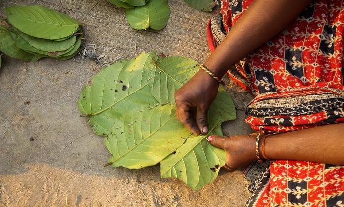 Centre of excellence for sal products to come up in Jangalmahal