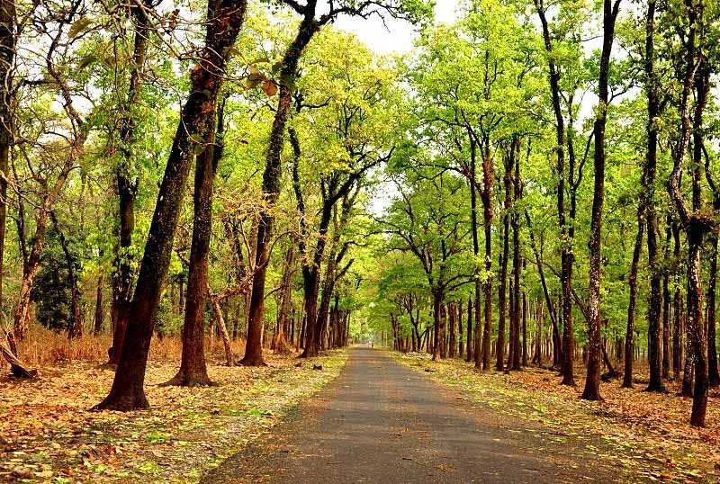 Kalimpong Forest Division created