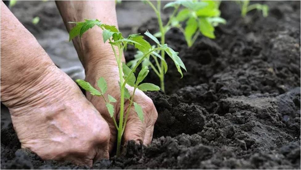 Organic farming training for correctional home inmates