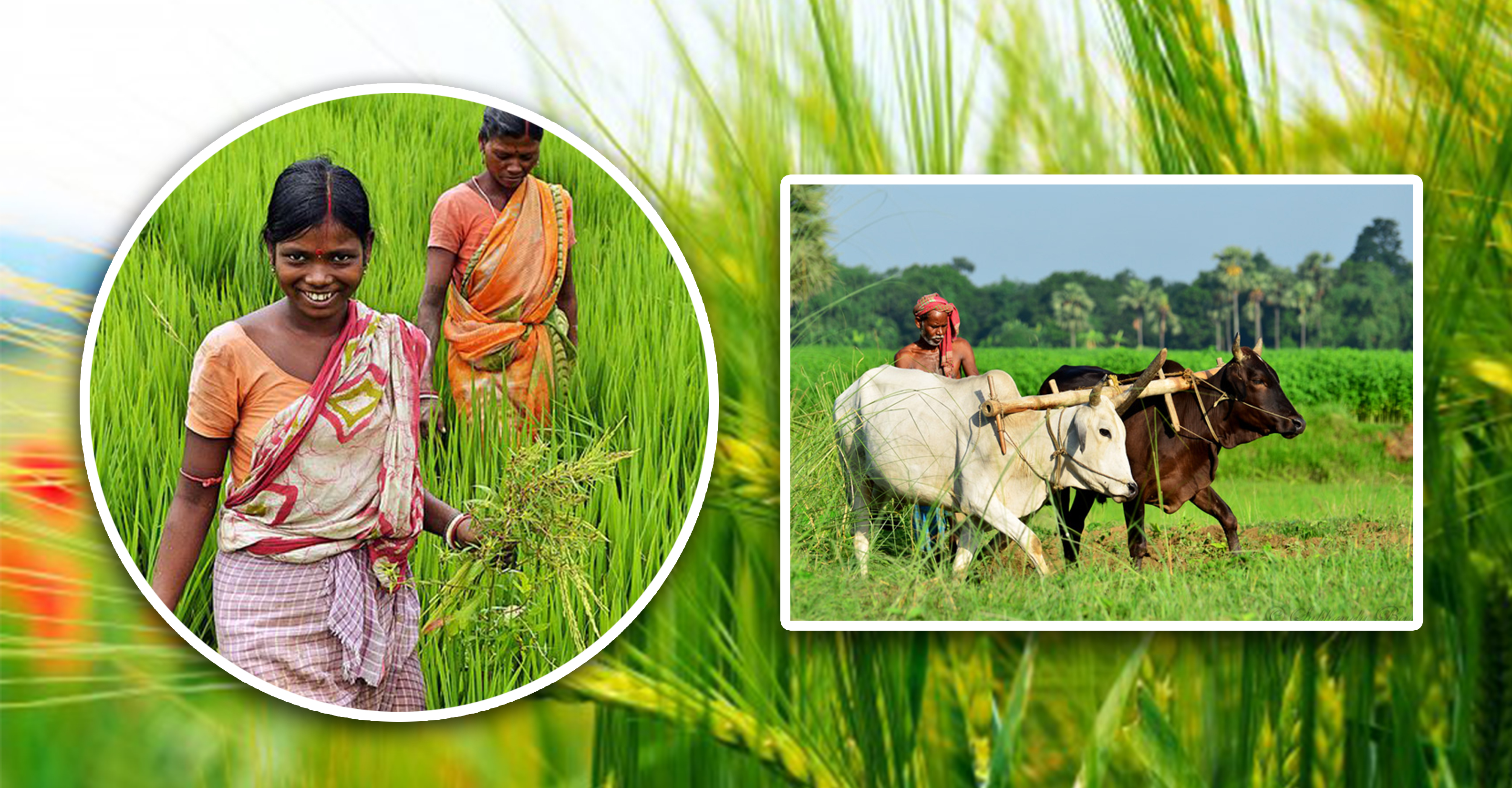 Agricultural Marketing Dept: Providing proper platforms for marketing state’s produce 