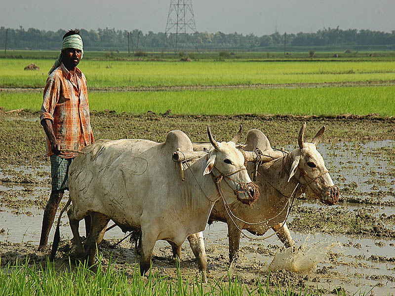 Bangla Govt offers 2% subsidy on farm loan interest