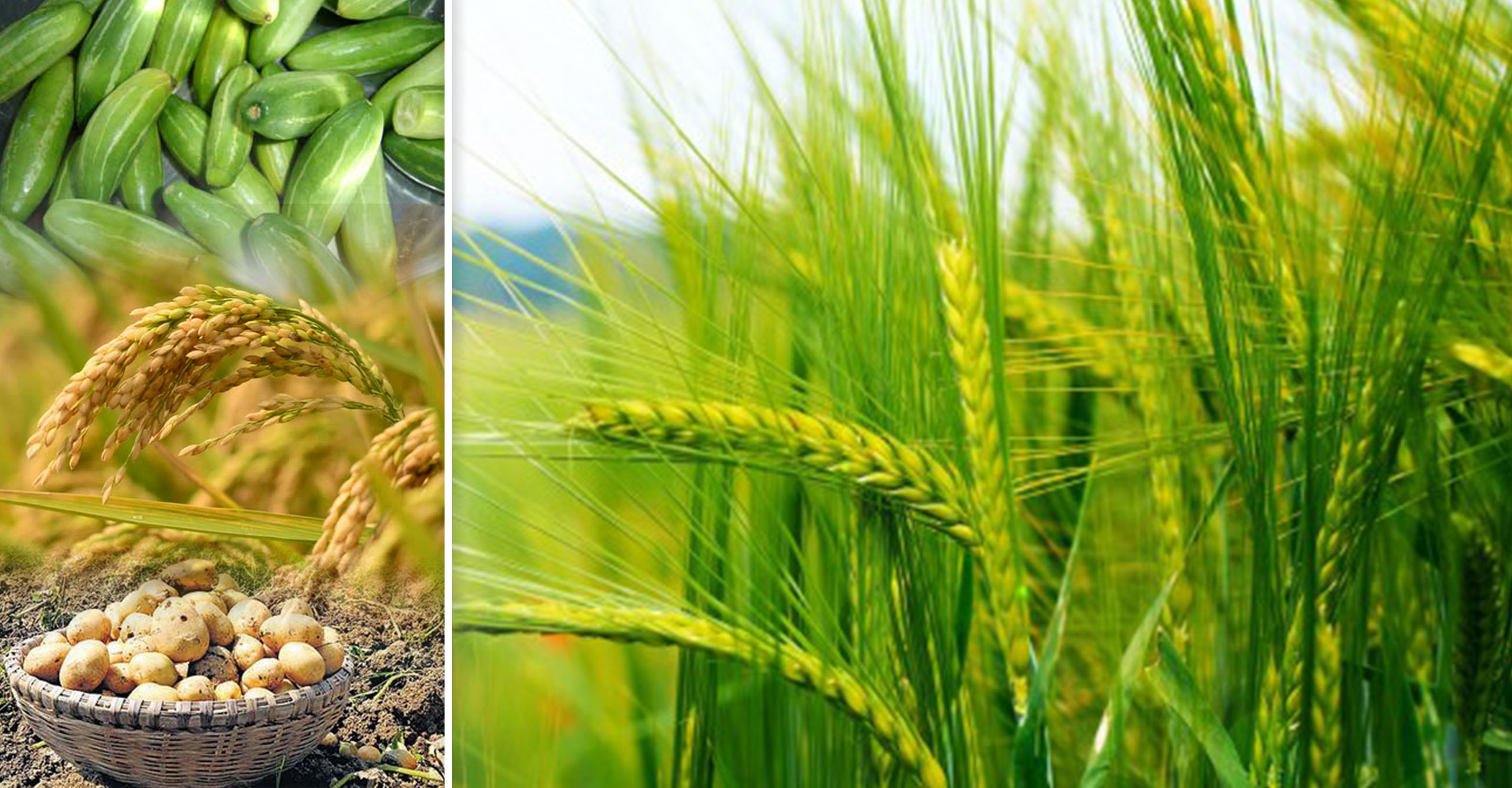Under Trinamool Congress, agri-business opportunities improving by leaps and bounds