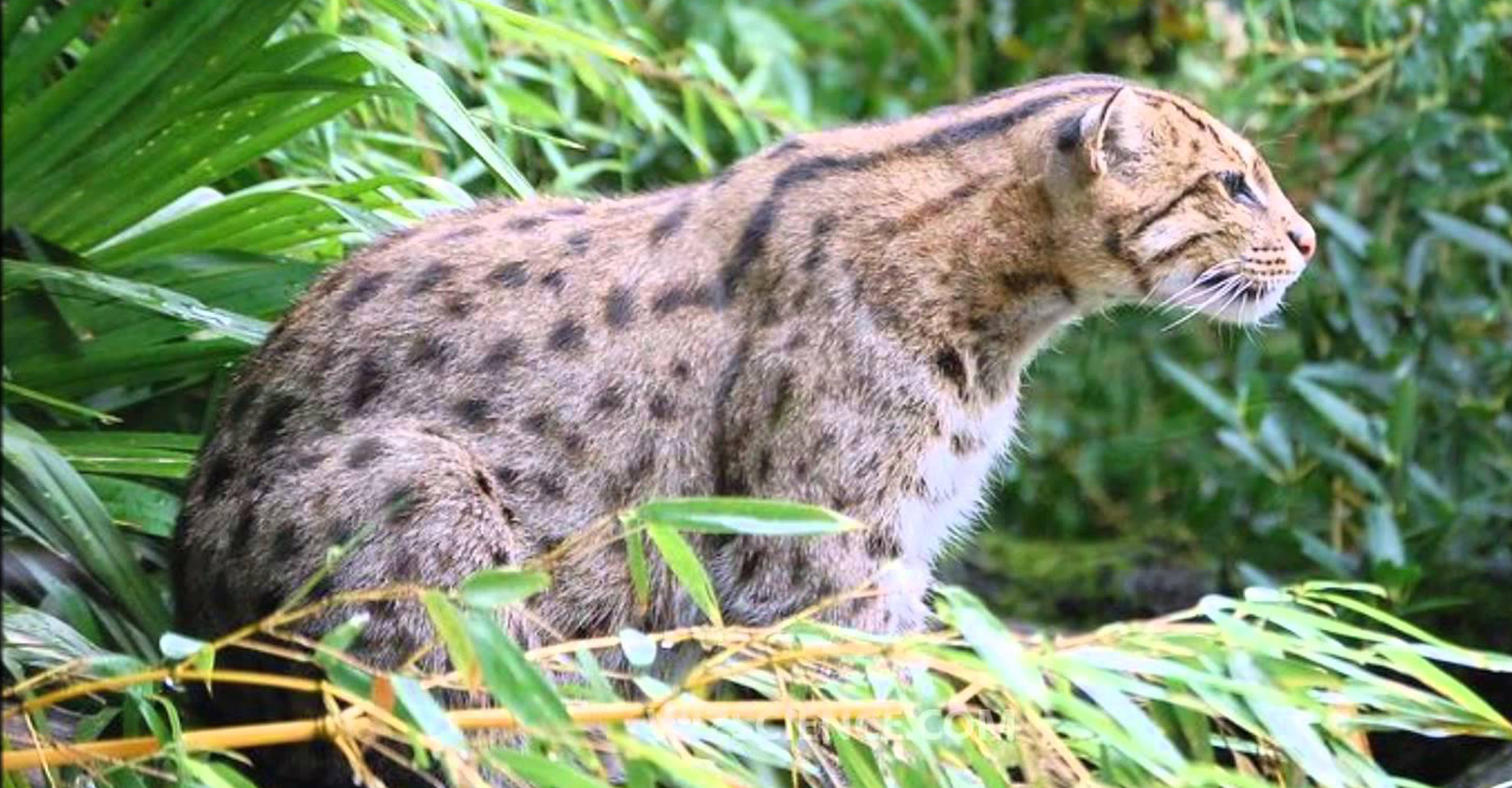 First state-wide survey of the rare fishing cat taking place in Bengal