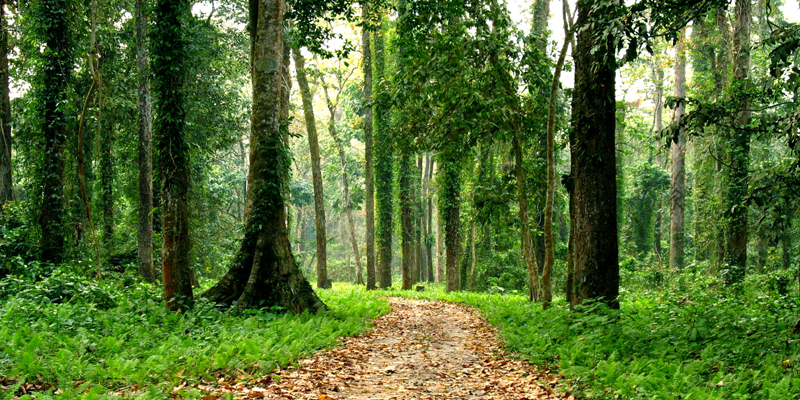 Adventure treks lined up in north Bengal forests