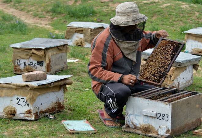 Bengal Govt to distribute identity cards to beekeepers