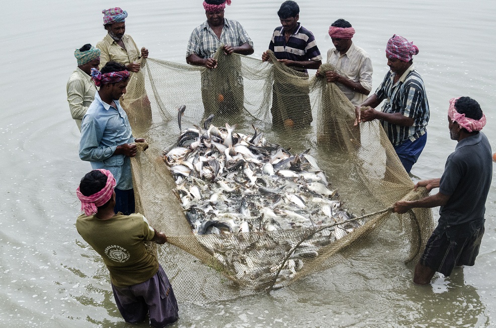 Bengal Govt takes up project to boost production of near-extinct fishes