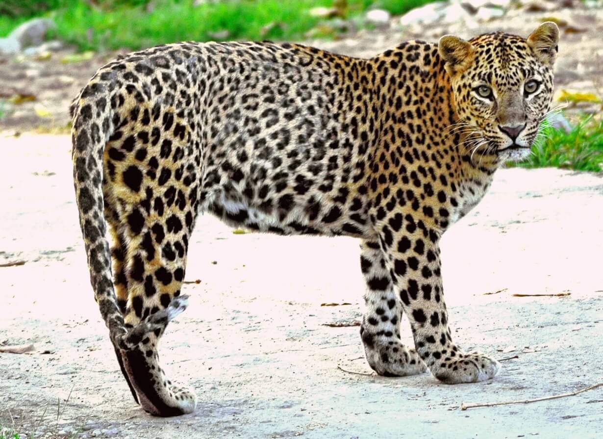 Radio collars for leopards in north Bengal