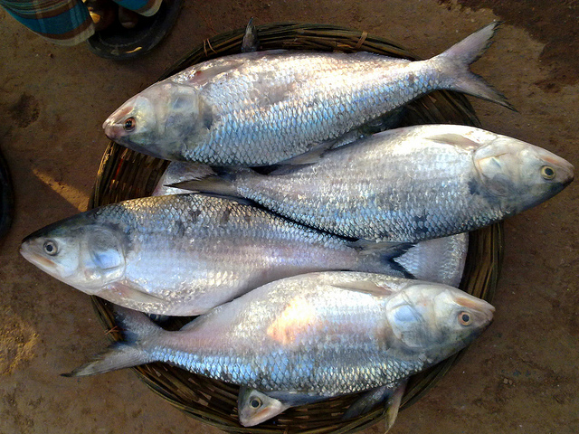 Bangla Govt imposes ban on catching young hilsa