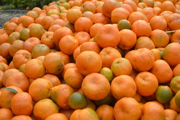 Bengal Govt to promote orange cultivation in Buxa Hills