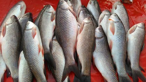 Shivan Fish Bengal to develop sweetwater fish hatcheries in the Andaman and Nicobar ...