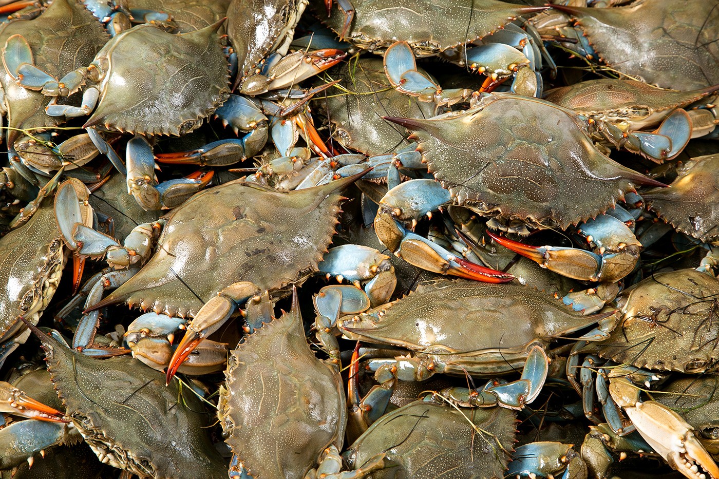 Now get live crabs delivered to your home through Smart Fish app