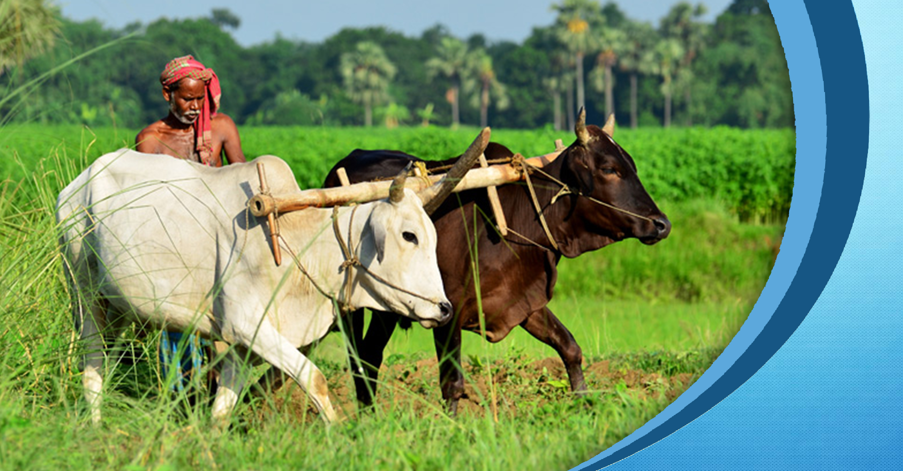 Dissemination of agricultural information and publicity