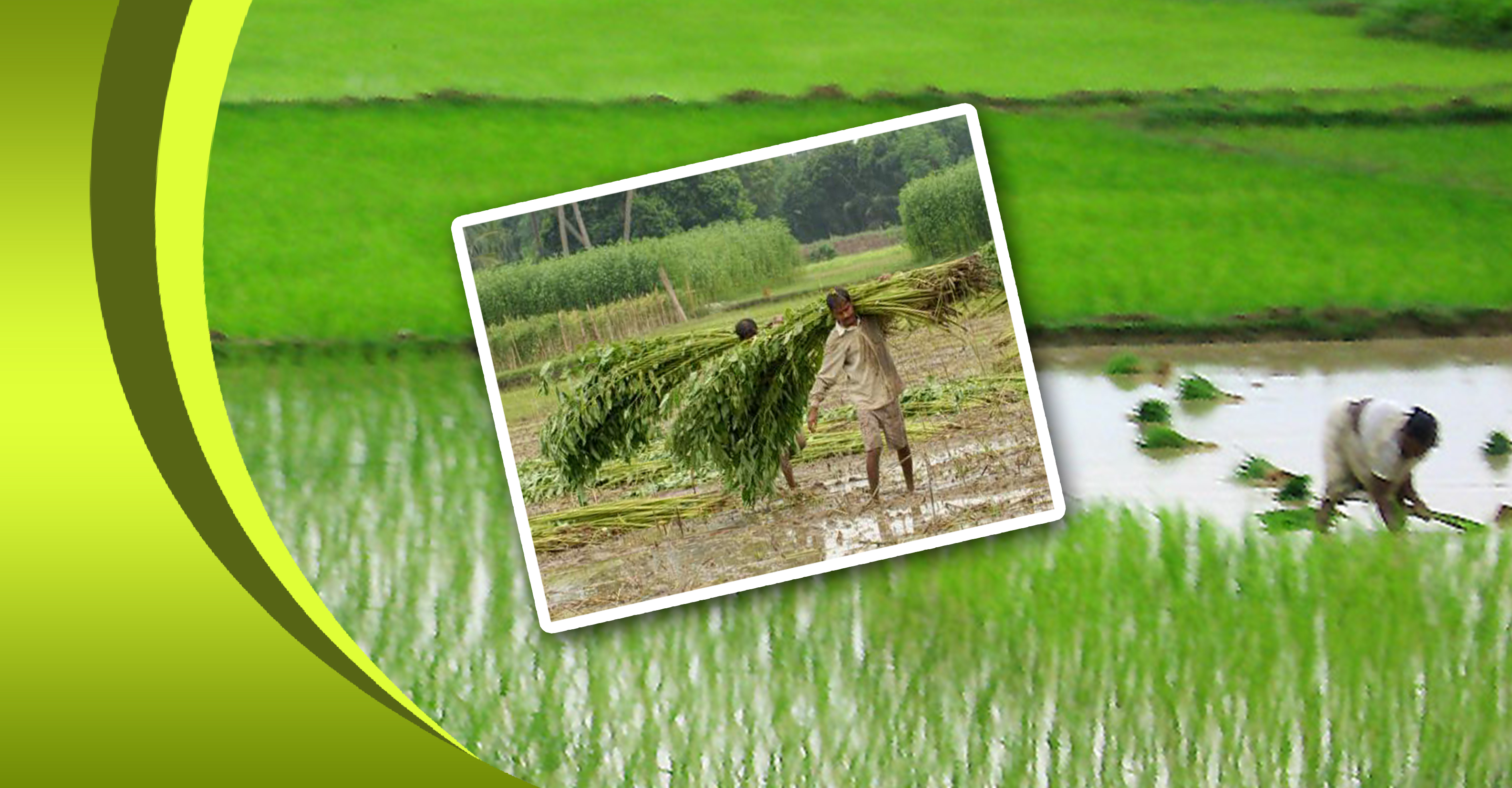 State Govt targets multi-cropping of rice fallow areas