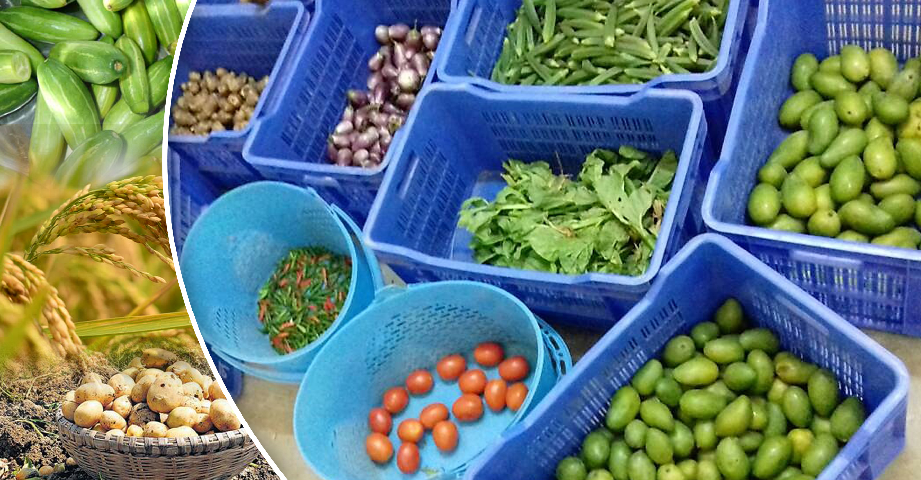 Submission of license forms & fees for agri-business goes online