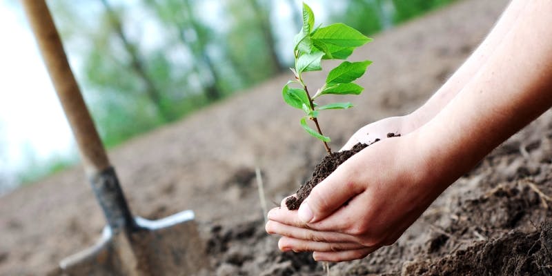Bengal Govt asks schools to create green belts