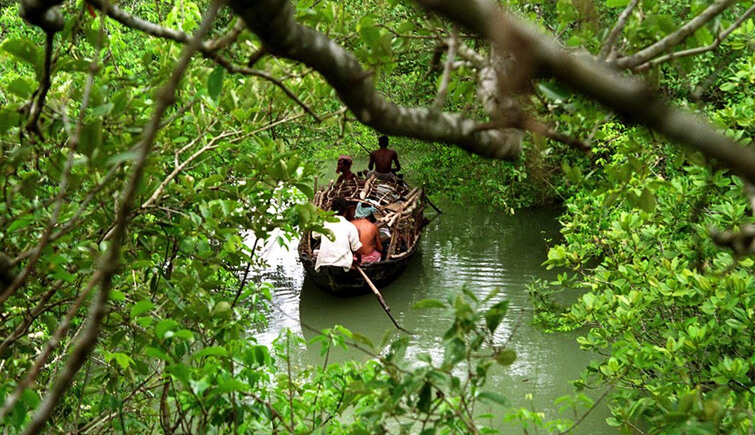 Much better infrastructure leading to more tourist arrivals in the Sundarbans