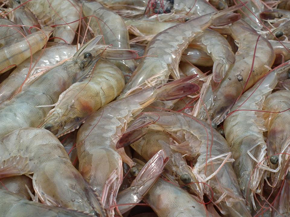 Bengal Govt to construct hatcheries for vannamei shrimp