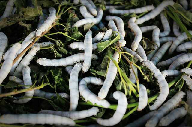 Bengal set to boost raw silk production