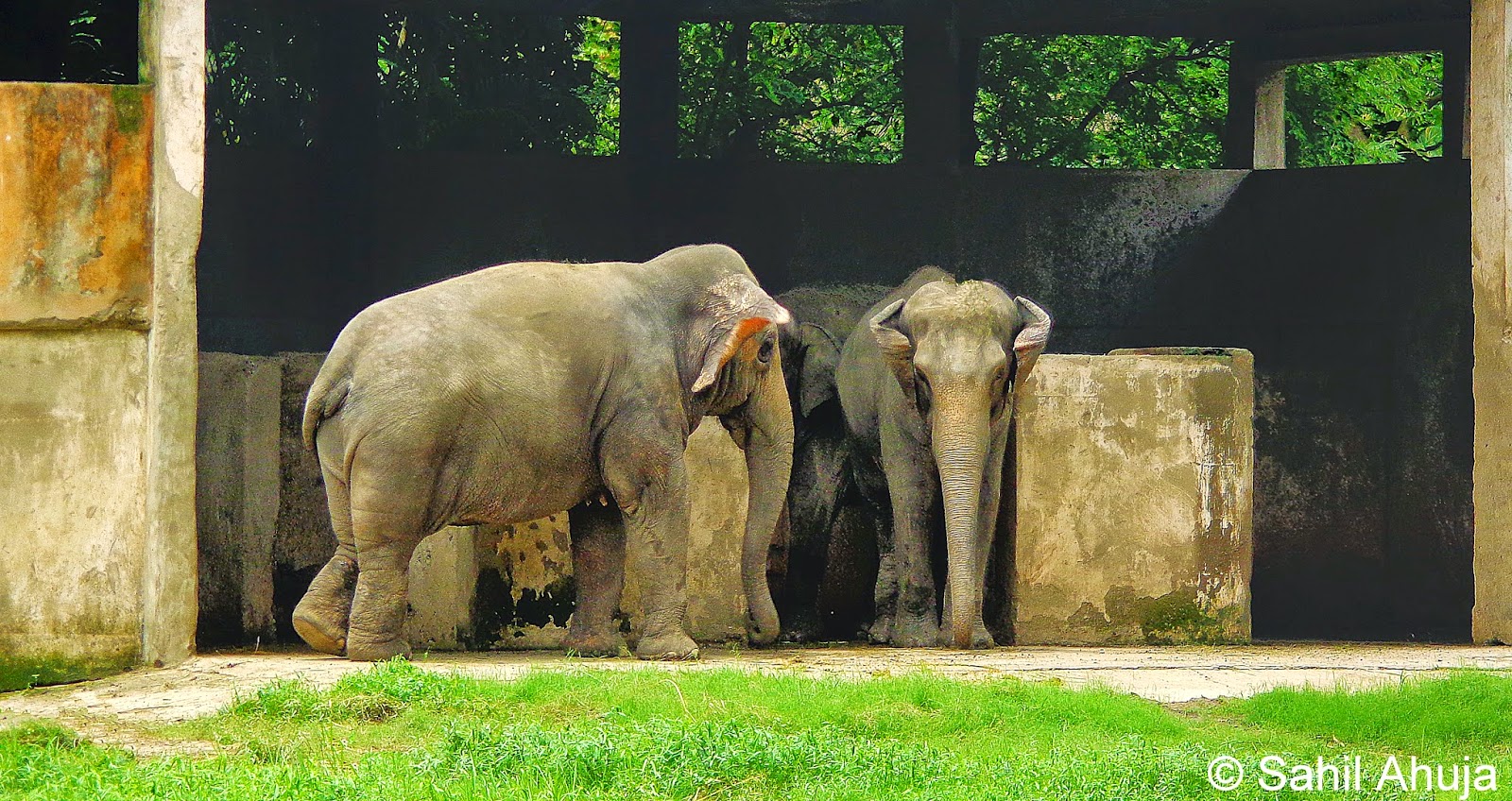 New enclosure for elephants at Alipore zoo