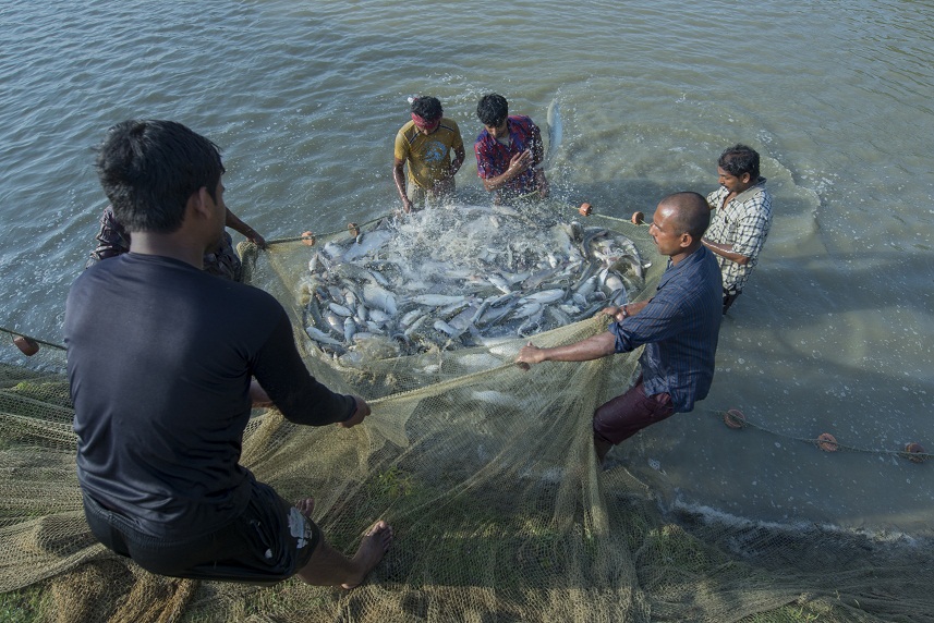 SFDC cultivating 3 new fish varieties, to go commercial early next year