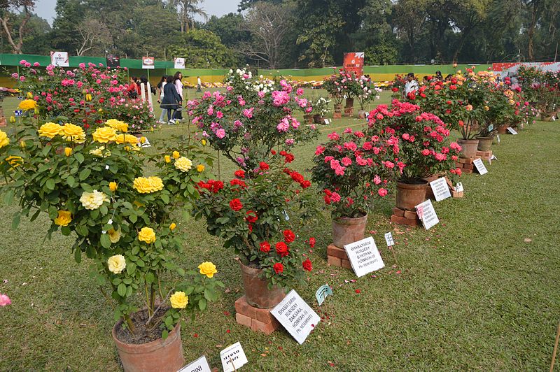 Month-long flower shows in districts of north Bengal