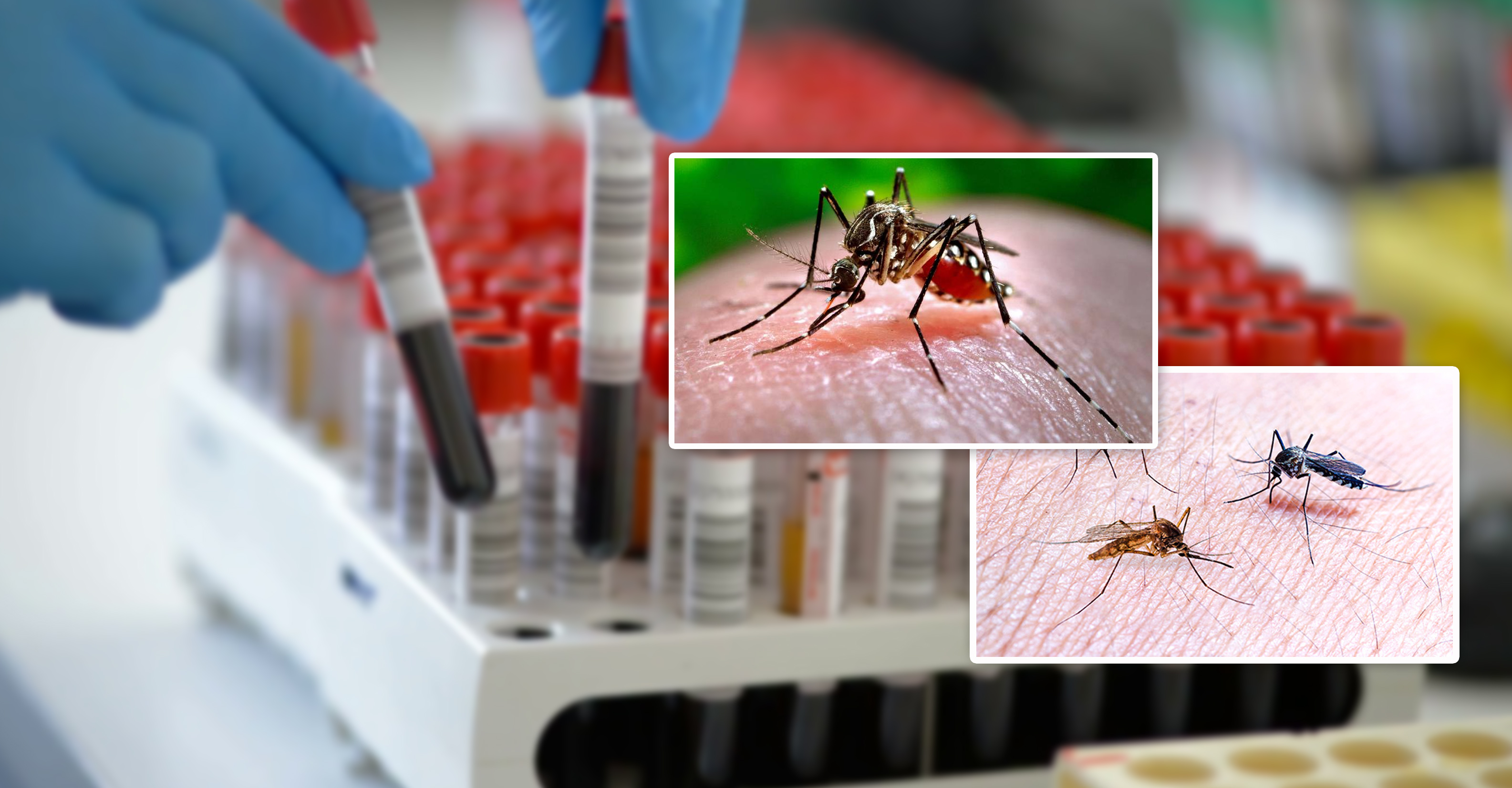 KMC to organise rallies against malaria & dengue on February 2