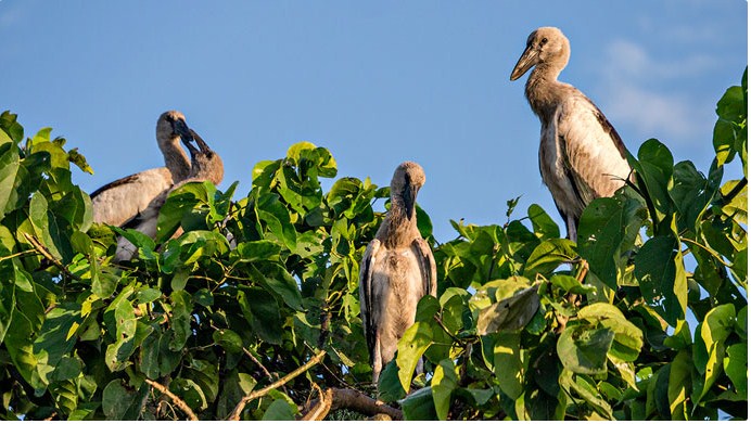 Kulick Bird Sanctuary to get a makeover