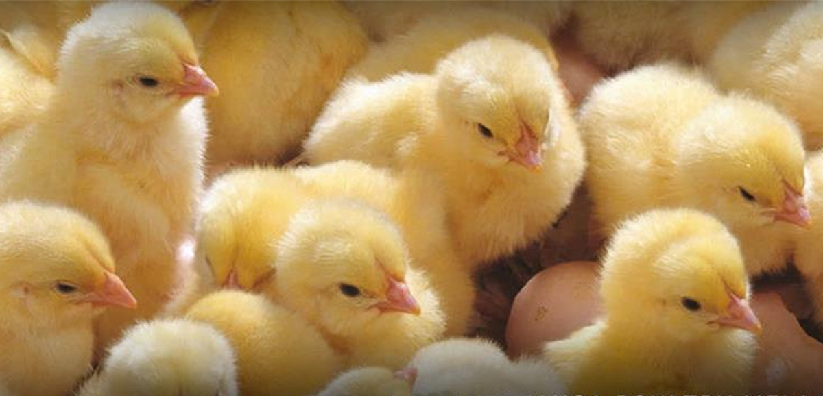 State Govt setting up skill dev centres to boost poultry production