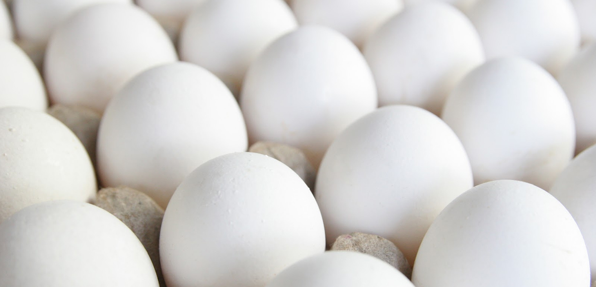 Annual egg production in Bangla rises