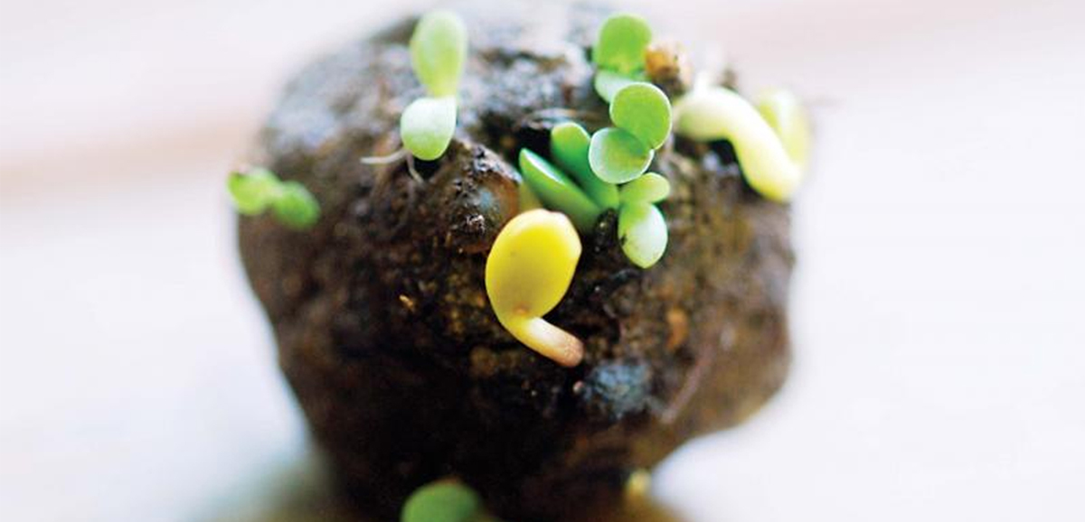 Seed ball technique to open up new chapter in State’s social forestry Seed ball technique to open up new chapter in State’s social forestry