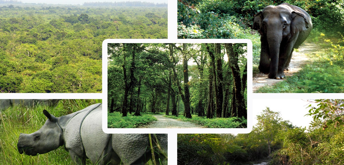 Major achievements of the State Forest Department – All India Trinamool ...