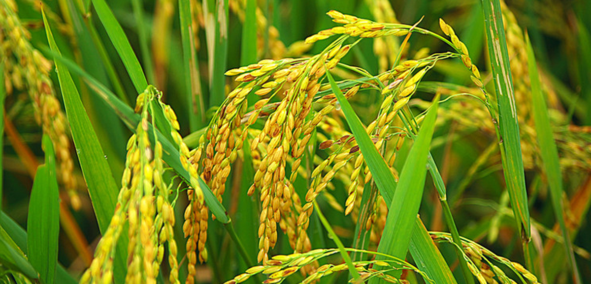 90% paddy plantation to be completed soon