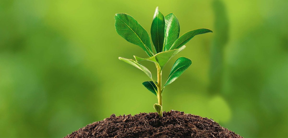 Gitabithi, Kolkata’s first urban forestry plantation