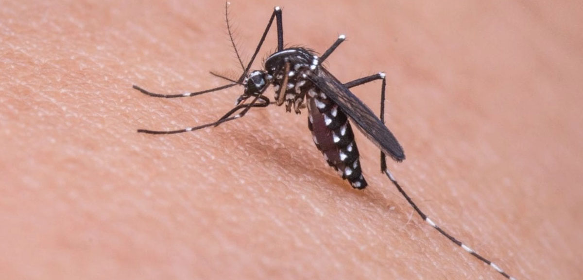 State Govt allots more funds for dengue prevention