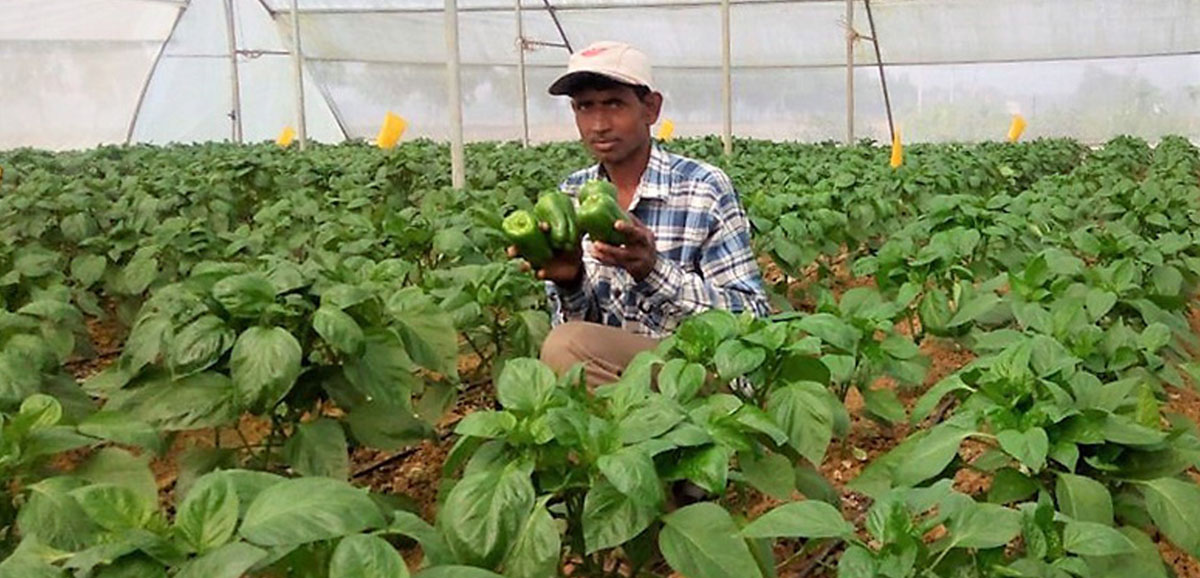 State Govt educating farmers on indiscriminate use of fertilisers State Govt educating farmers on indiscriminate use of fertilisers