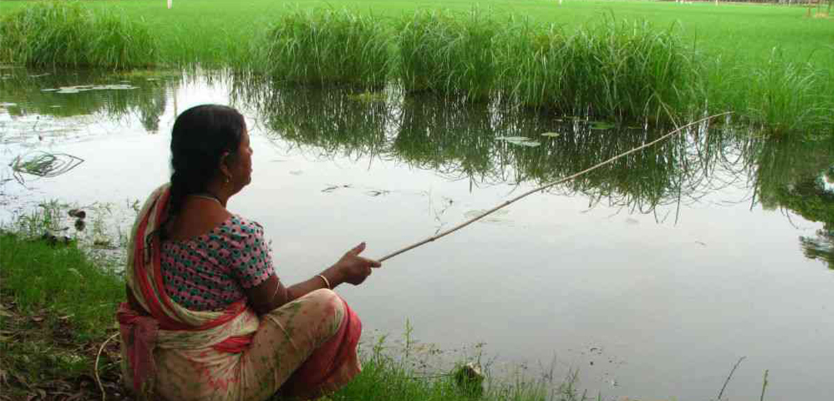 State Govt helping farmers do organic fish farming in farmlands State Govt helping farmers do organic fish farming in farmlands